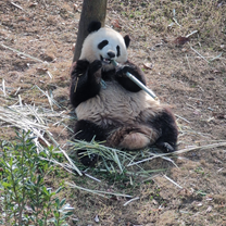 Panda Reservation Centre