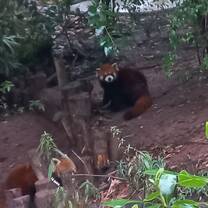 Panda zoo