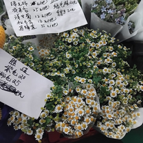 daisies at flower market