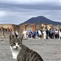 Pompeii Cat