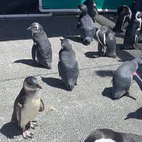 African Penguins 