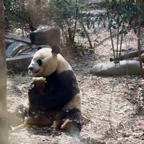 Panda in the Chengdu Research Base of Giant Panda Breeding 