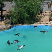 Peacefully Swimming