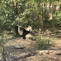 Visit at the Panda base research
