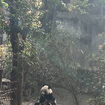 Panda gigante 