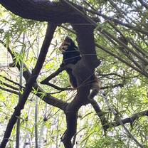 this is the red panda