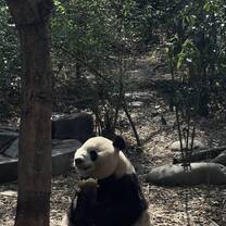 panda