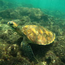 Sea Turtle