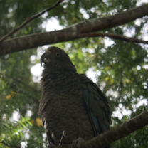Kea found at Milford Sound