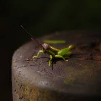 Grasshopper, captured at Carara National Park