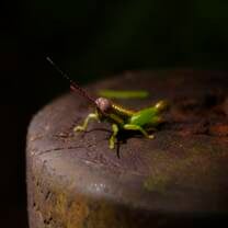 Grasshopper, captured at Carara National Park
