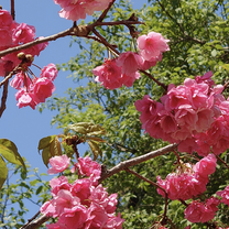Cherry blossom 