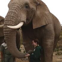 Walking with the big giants