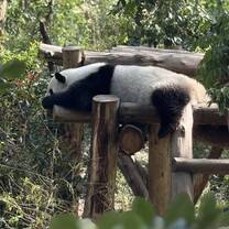 riserva naturale dei panda 