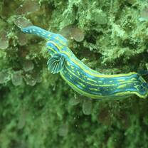 Marine Conservation 