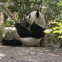 Riserva Dei Panda