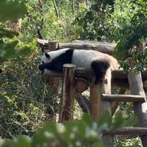 durante l’escursione al parco dei panda