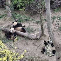 Pandas
