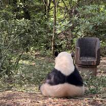 Panda Research Site