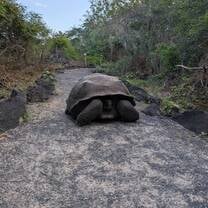Unique endangered wildlife