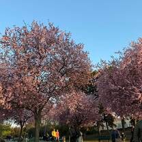 Park in Vinohrady during the spring!