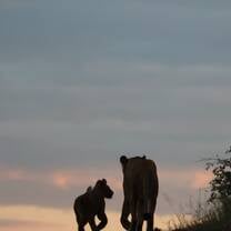 Female lion and cub