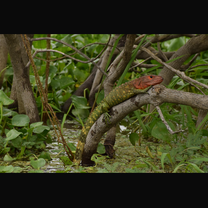 Caiman lizard 