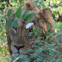Male Lion