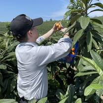 Picking Pipa fruits