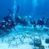 Coral restoration