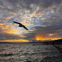 Wellington sunrise