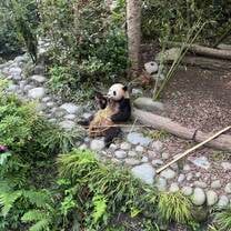 Panda research base in Chengdu, another easy weekend trip from Guilin