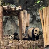 Panda base during my outdoor lesson