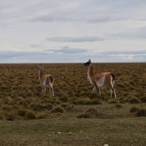 Guanacos (like a Patagonian llama/alpaca)