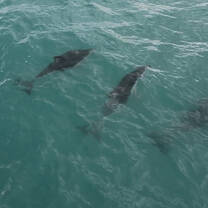 Dolphin colony, Kaikoura