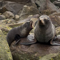 Seal colony, Wellington and Christchurch