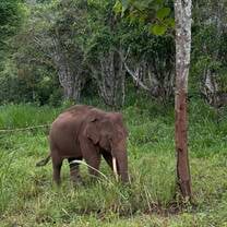 Semi wild elephants!