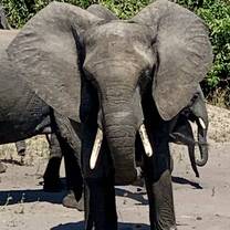 Chobe national park 