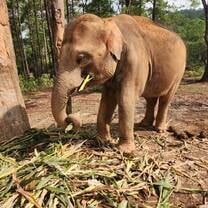 Baby elephant 