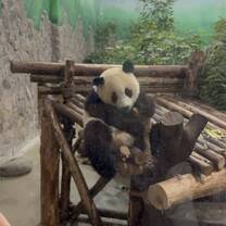 Super cute pandas 