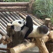 seeing the pandas 