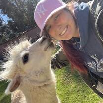 An alpaca that lived at the hotel we stayed at with the program.