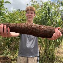 Yuca I pulled from the ground