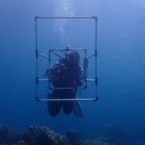 BRUV Dive 