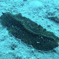flatworm