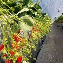 Strawberry picking