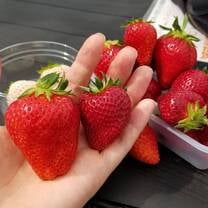 Strawberry picking