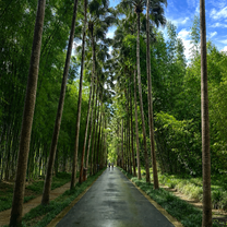 Bamboo