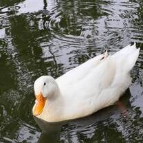 昆明鸭子