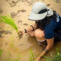 In the rice field 